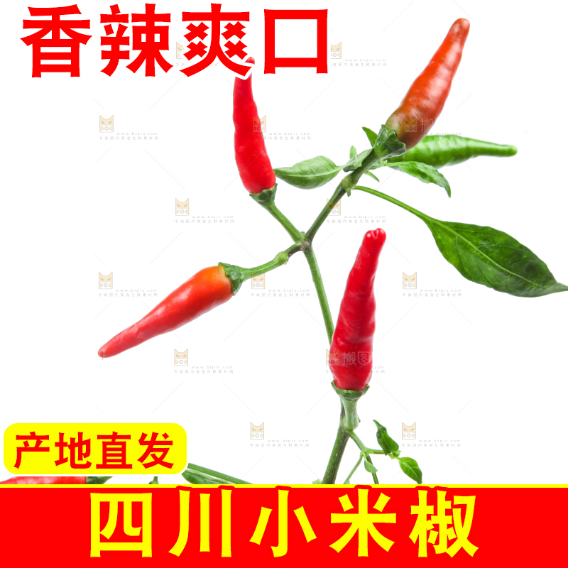 白底上的小米椒