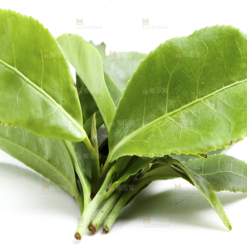 白底上的茶叶