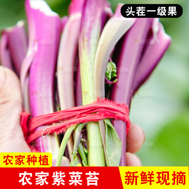 手里拿着紫菜苔