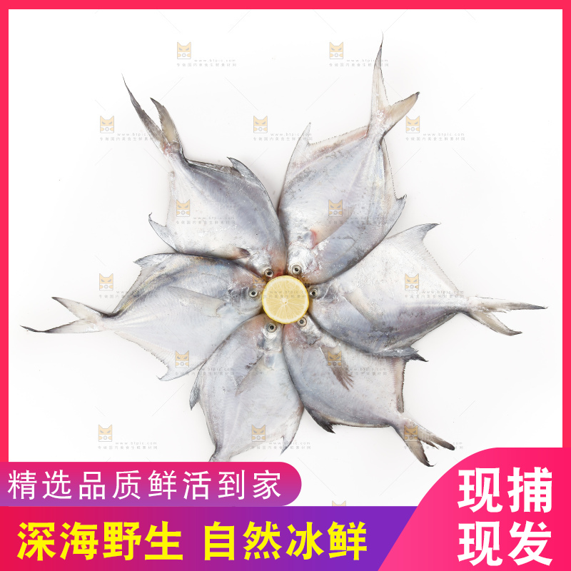 白底上的深海银鲳鱼
