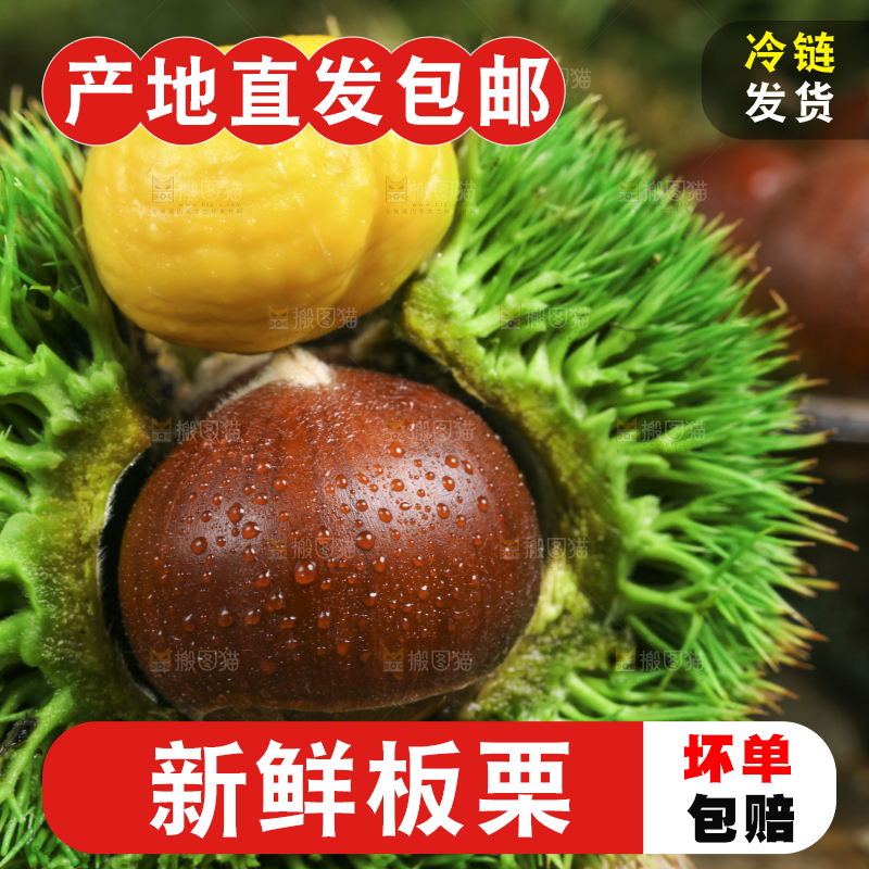 木底上的迁西板栗