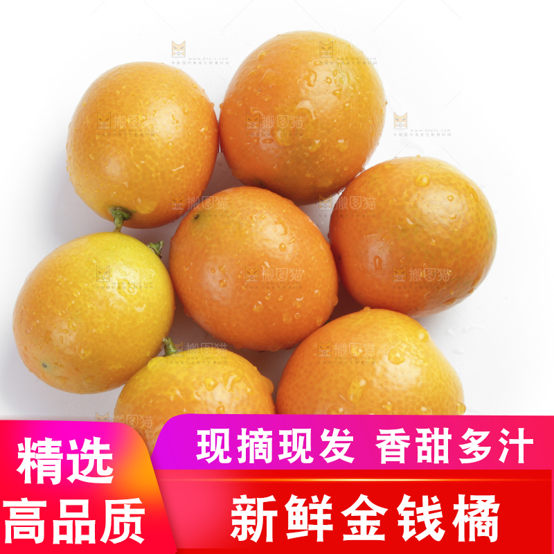 白底上的金钱橘