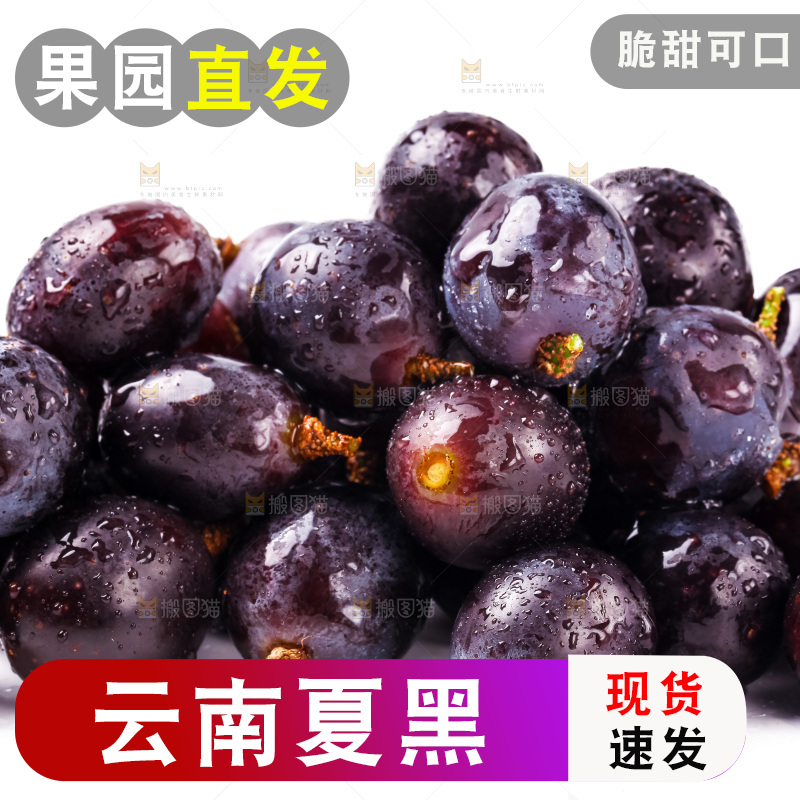 新鲜夏黑放在白底上
