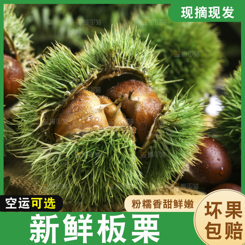 深底上放着迁西板栗