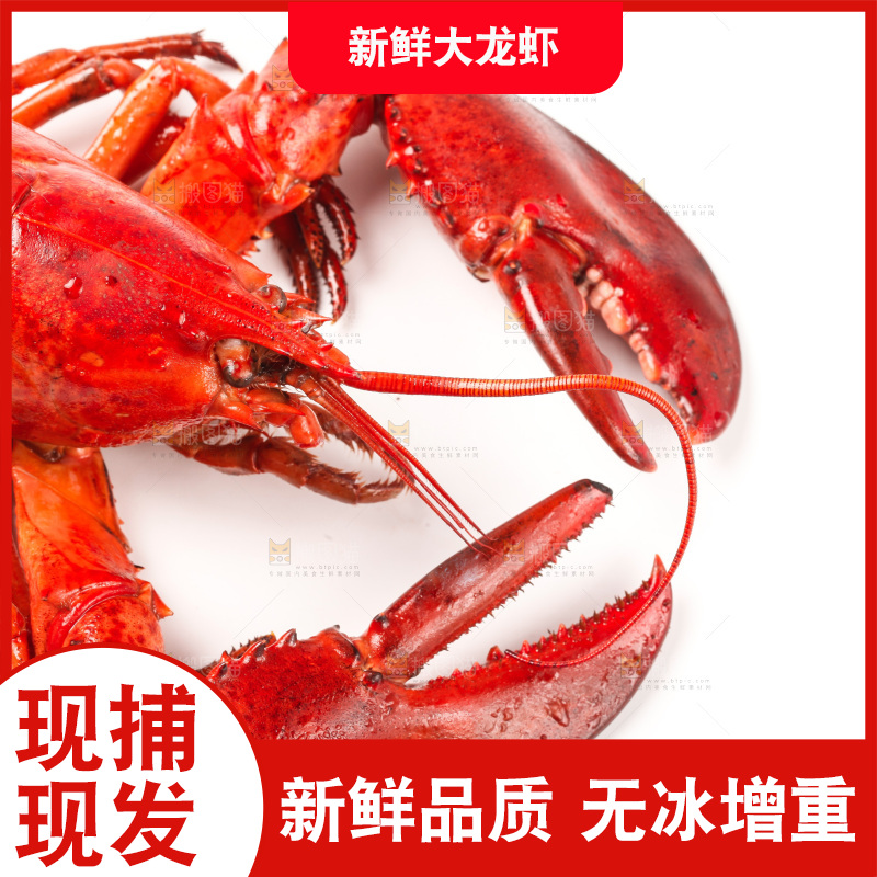 白底上放着澳洲龙虾