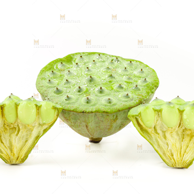 白底上的嫩莲蓬