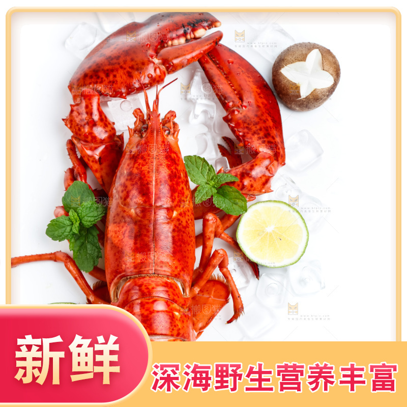 白底上放着澳洲大龙虾