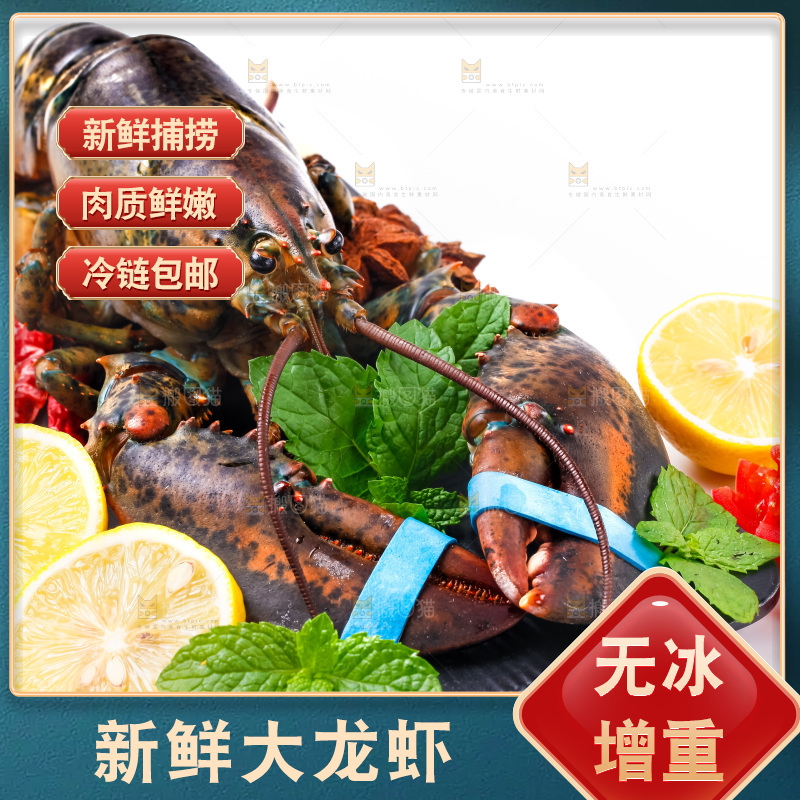 浅底上的澳洲龙虾