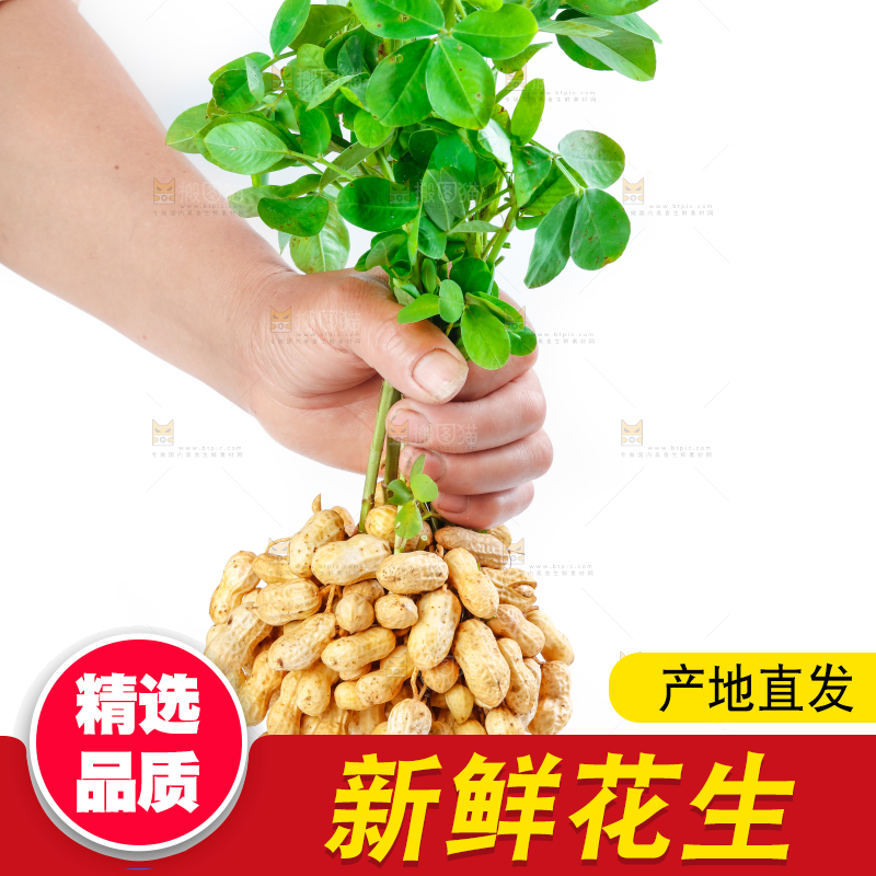 白底上手里拿着新鲜带壳花生