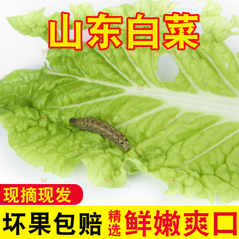 白底上放着大白菜