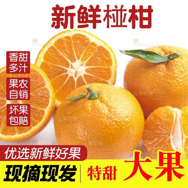 白底上的椪柑