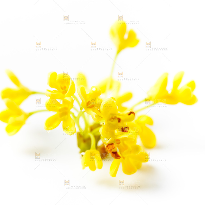 白底上放着新鲜桂花