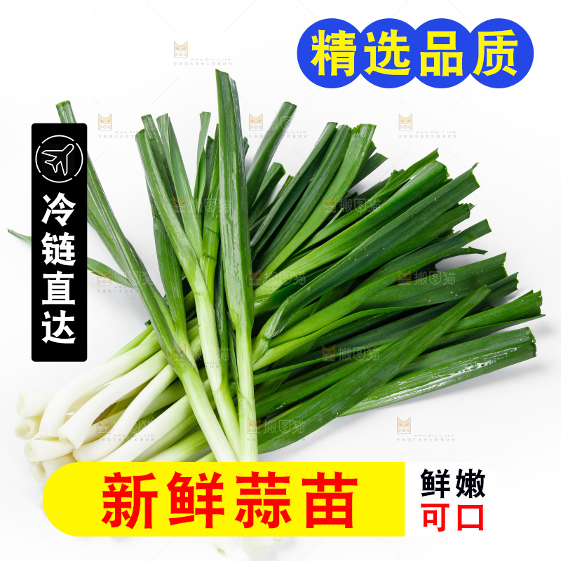 白底上的新鲜蒜苗