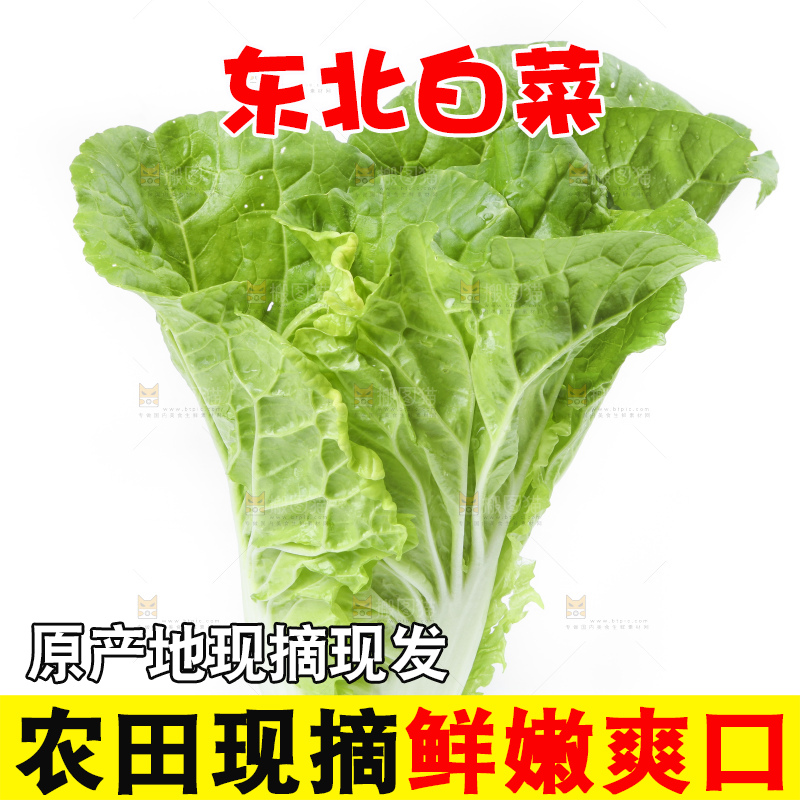 白底上放着大白菜