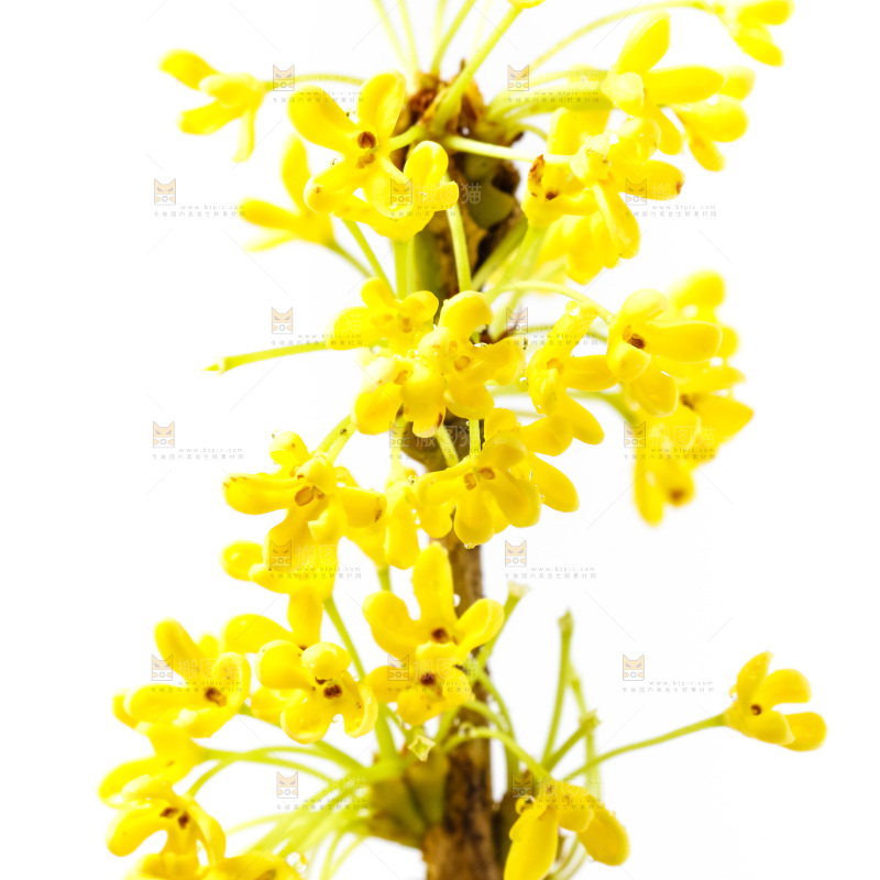 白底上放着新鲜桂花