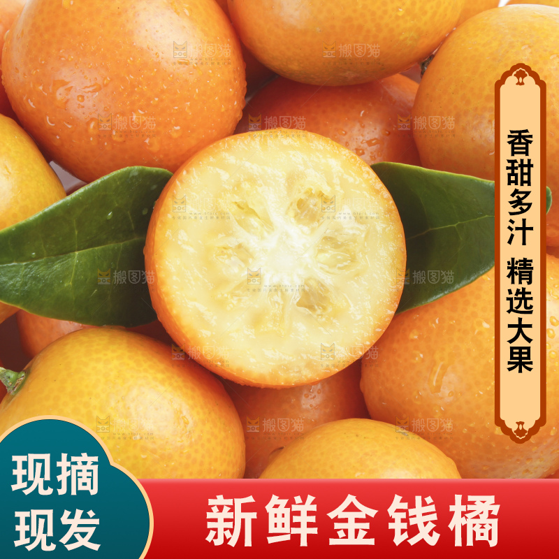 白底上的金钱橘