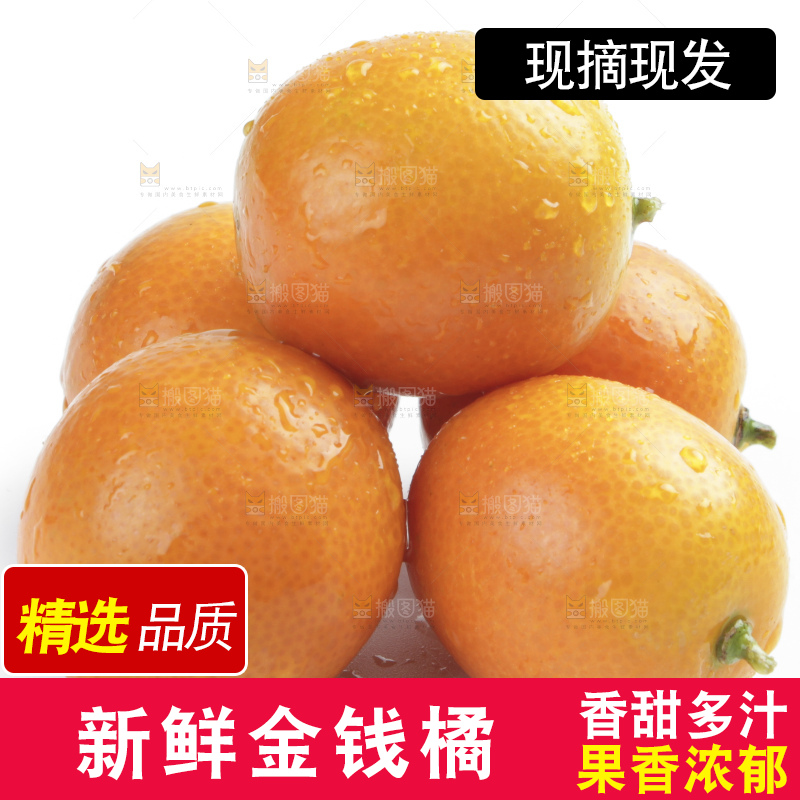 白底上的金钱橘