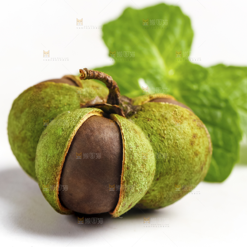 白底上摆放着茶树果