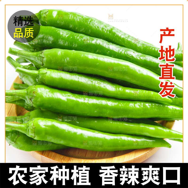 白底上摆放着新鲜杭椒