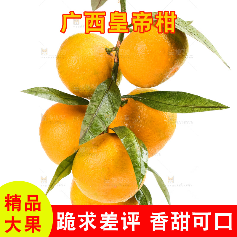 白底树枝上的新鲜皇帝柑