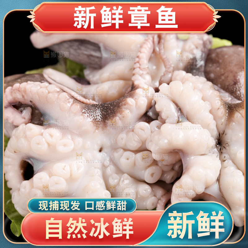 黑底上放着大连章鱼