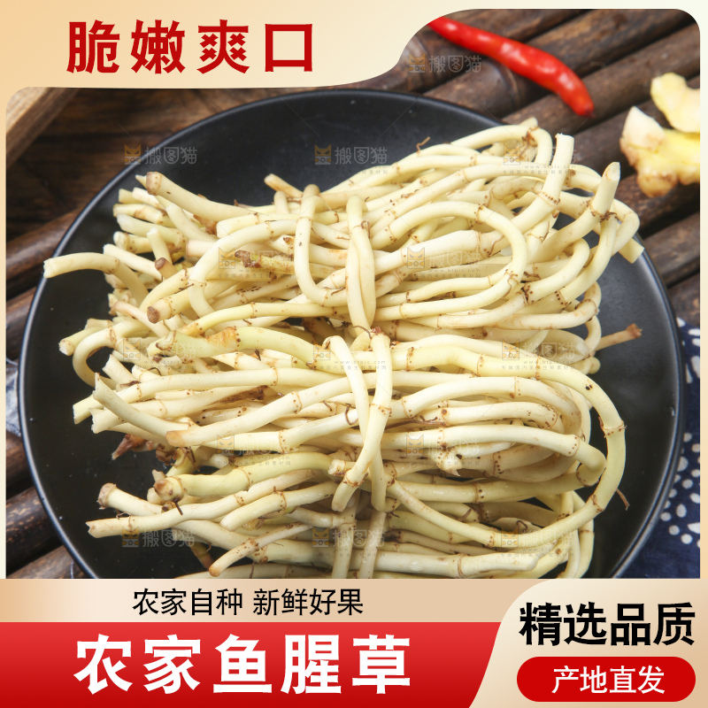 竹底上的鱼腥草