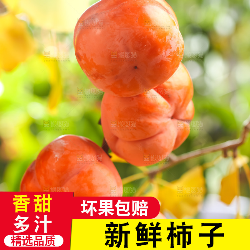 浅底上的灯笼柿子