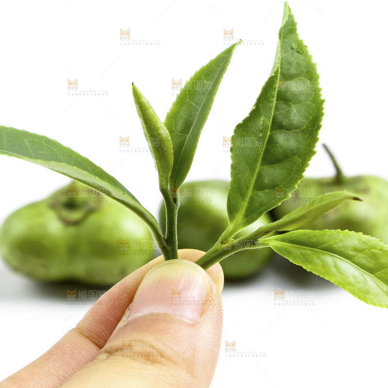 白底上摆放着茶叶子