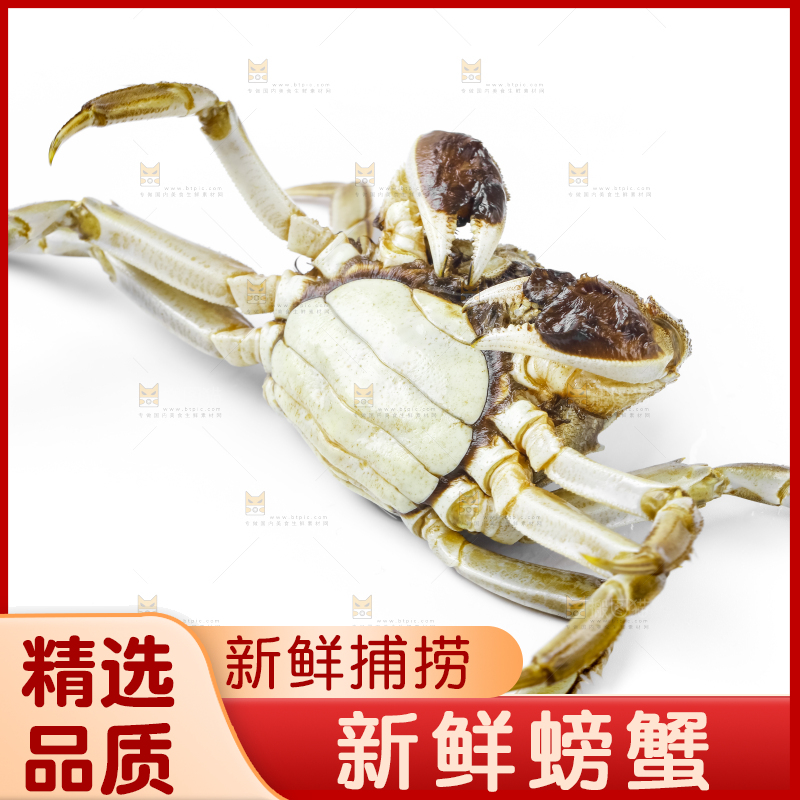 浅底上的鲜活螃蟹