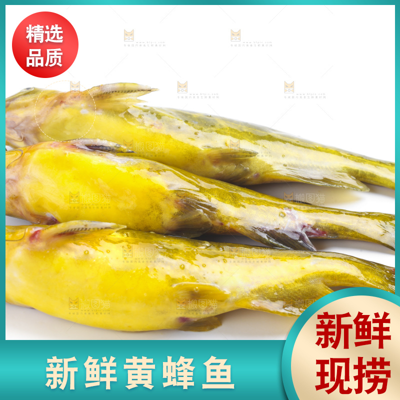 白底上放着黄蜂鱼
