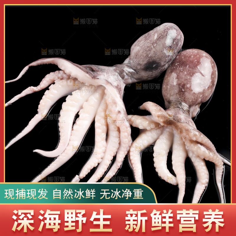 黑底上放着大连章鱼
