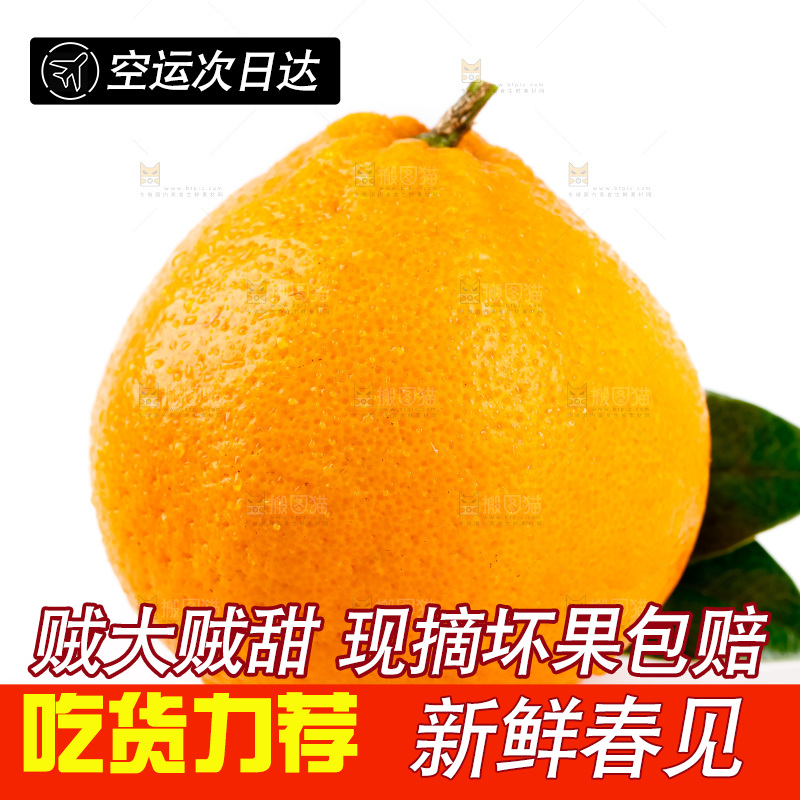 白底上的春见耙耙柑