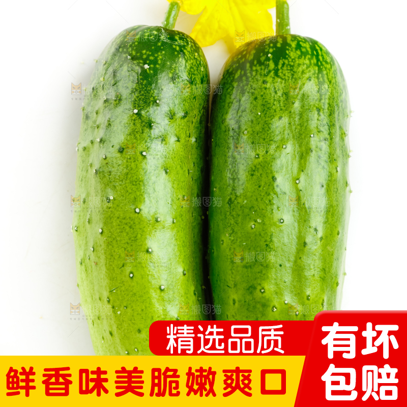 白底上放着新鲜旱黄瓜