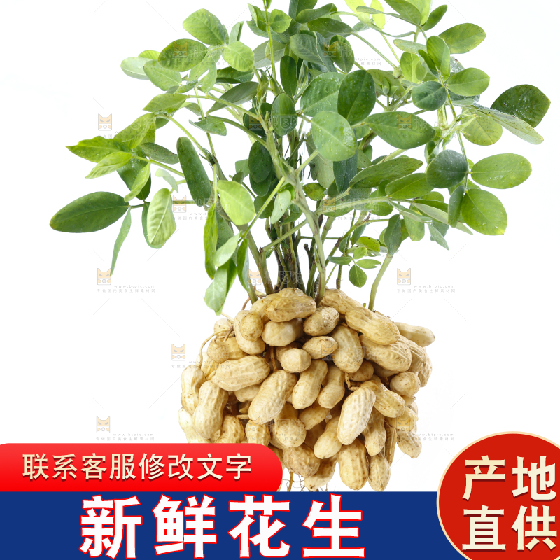 白底上的新鲜花生