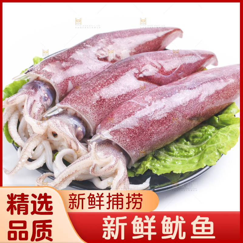 白底上的鱿鱼