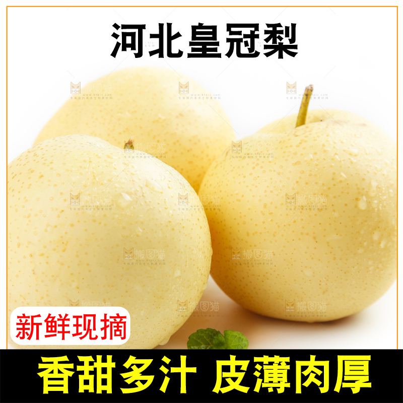 白底上摆放着河北皇冠梨