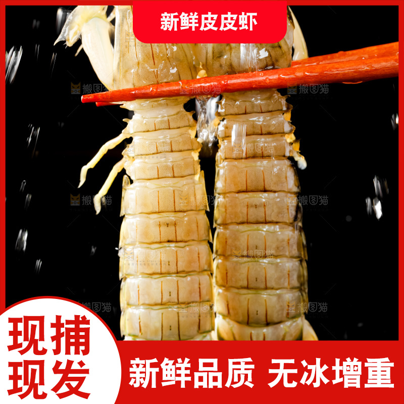 筷子上夹着虾姑