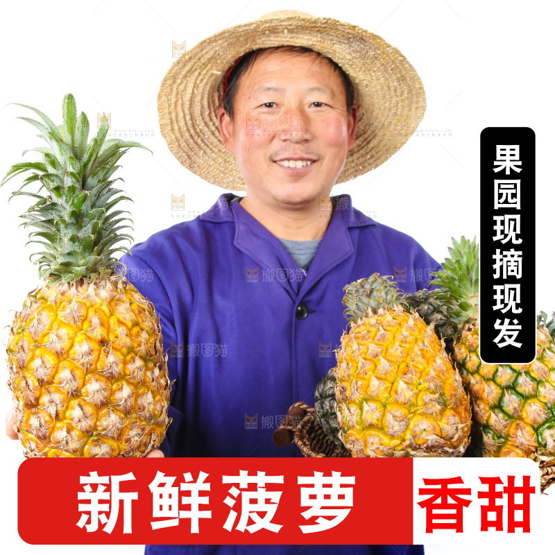 农民手里拿着香水菠萝