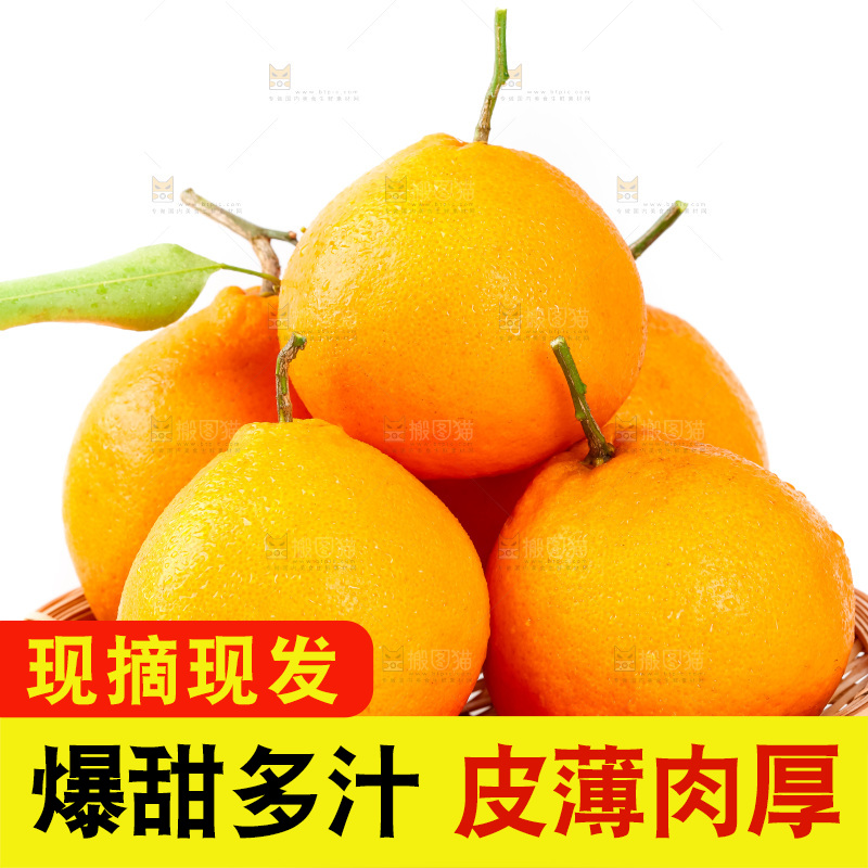 白底上的春见耙耙柑