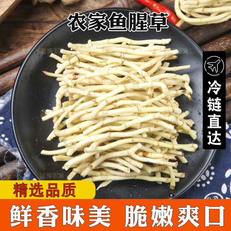 竹底上的鱼腥草