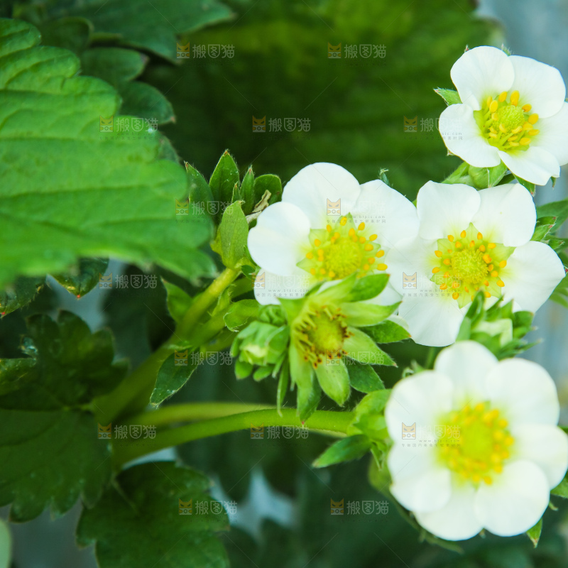 草莓种植基地