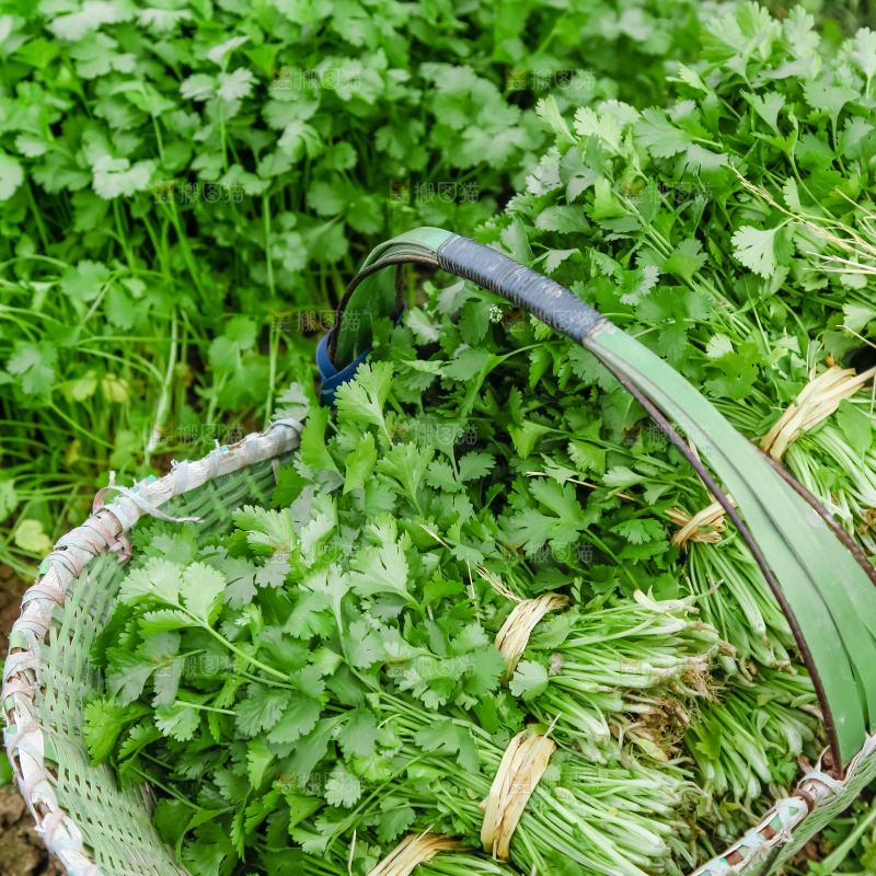 地里种着蔬菜