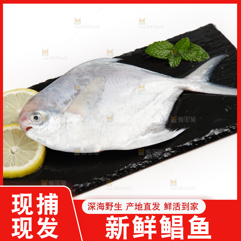 白底上的深海银鲳鱼