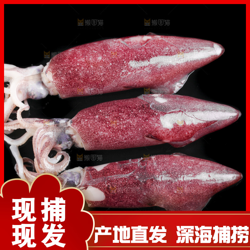 黑底上的鱿鱼