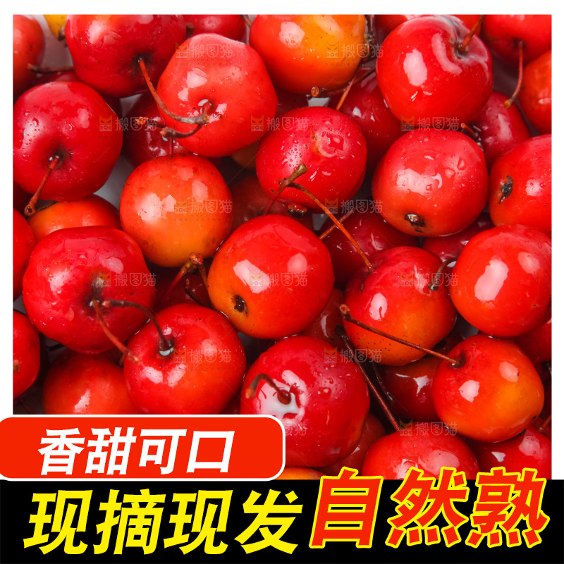 白底上的东北海棠果