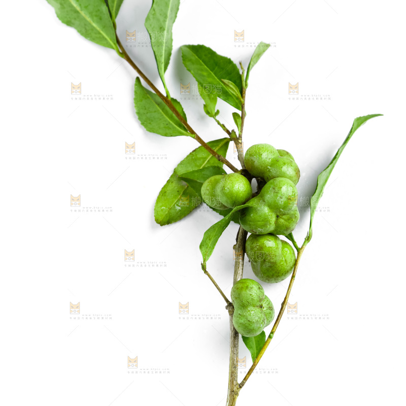 白底上摆放着茶叶子