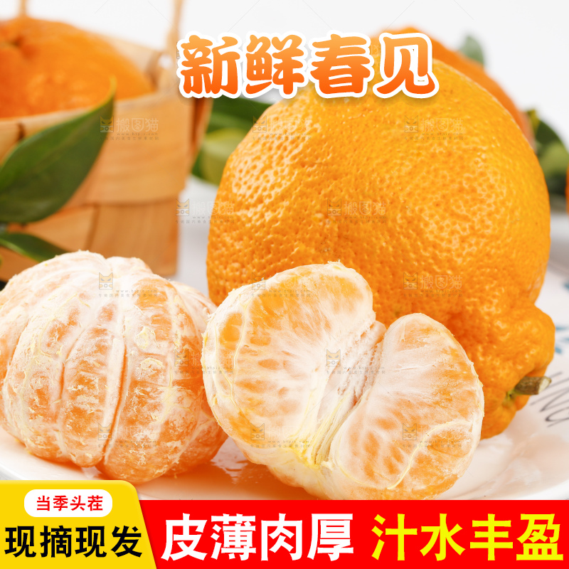 浅底上的春见耙耙柑