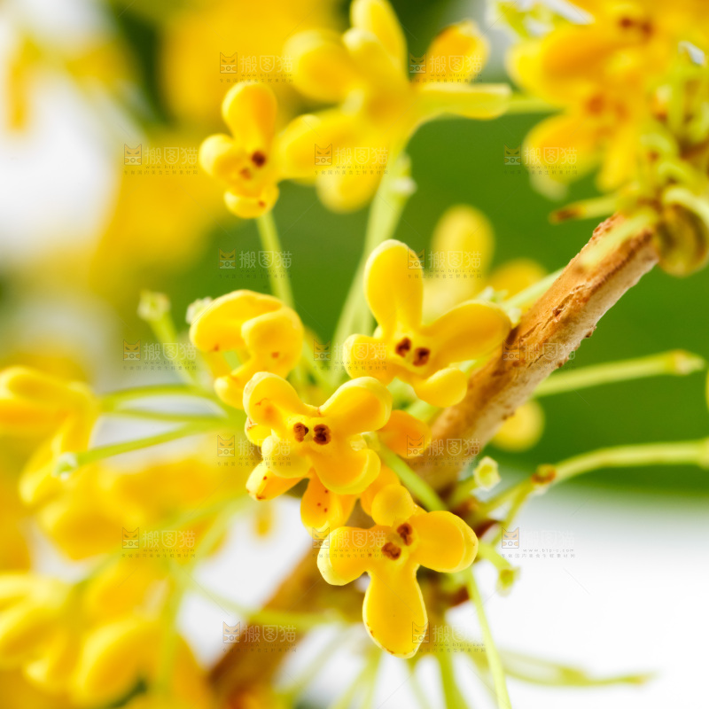 白底上放着新鲜桂花