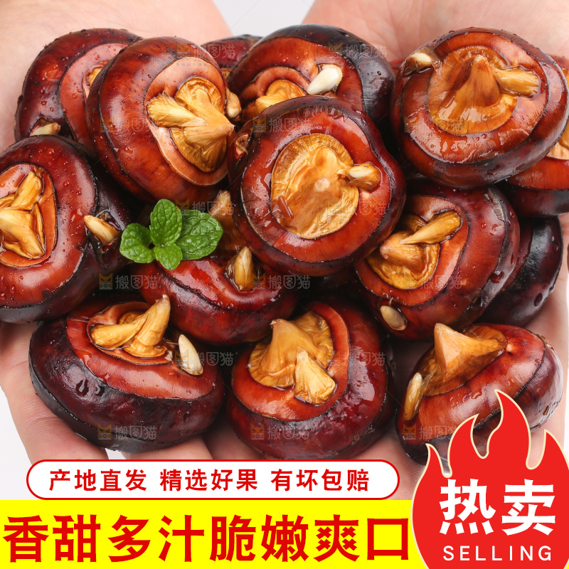 手里捧着湖北新鲜马蹄