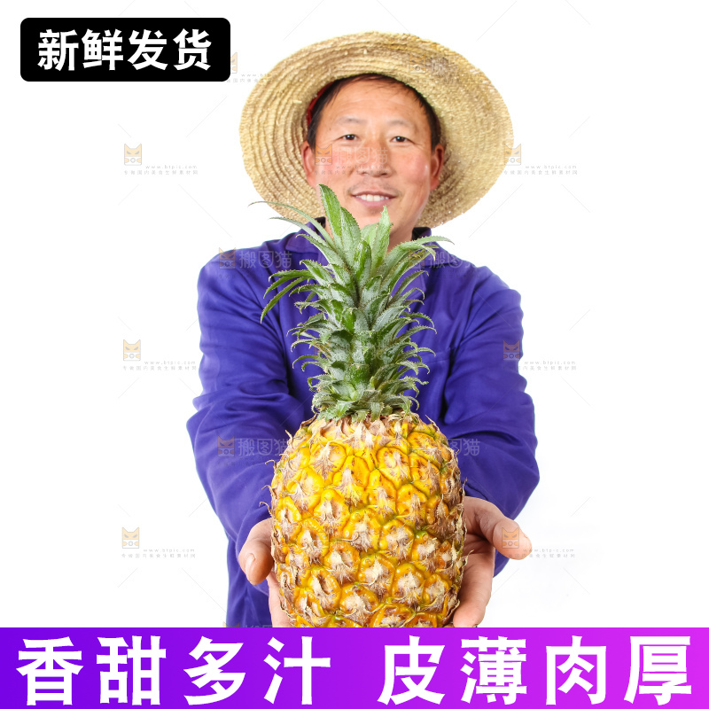 农民手里拿着香水菠萝